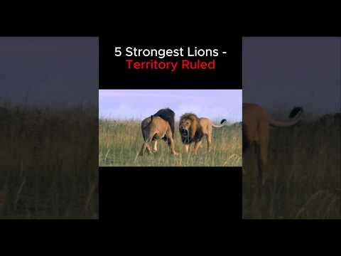 Top 5 Strongest Lions Territory Ruled 🦁👑 #lions #lion #lionking #scarface #mrtlion #mrt #sekekama