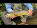 “Yellow-backed Fly” - Backcountry Fly Fishing