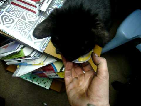 download lagu mp3 mp4 Nacho Cheese Cat, download lagu Nacho Cheese Cat gratis, unduh video klip Nacho Cheese Cat