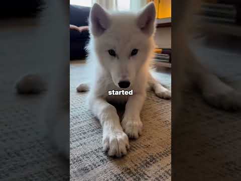 I Found a Dying Wolf Puppy. The Ending Shocked Me #wolf #rescue #survival