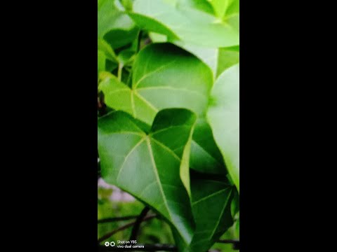 Thespesia populnea l Gansuriya l how to avoid knee pain l