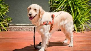 Guide Dogs SA.NT - Mum Olive, Dad Buddy and the S Litter pups