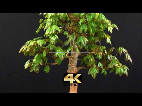 4K - Outdoor  BONSAI DREISPITZAHORN ACER BUERGERIANUM am Koiteich