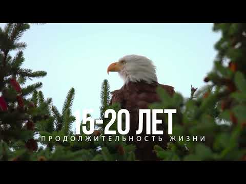 Белоголовый орлан 🦅+🎼 Gelvetta - White Rose 🎵 Trance Music 🎧 @TranceMusicVideo