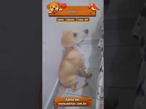 Vídeo de simba 