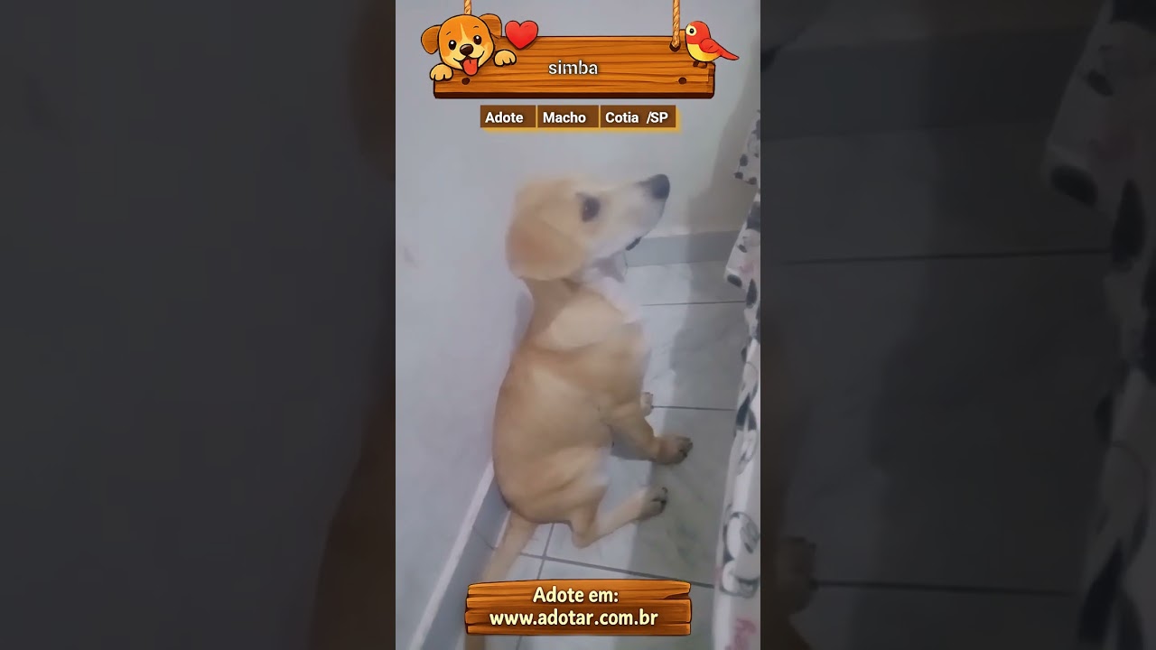 Cachorro raça SRD-ViraLata idade 7 a 11 meses nome simba 