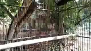 Download lagu Cara mengatasi burung kacer mbagong saat lomba mp3