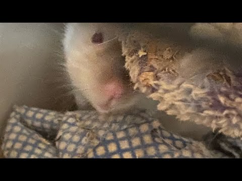 YouTube Thumbnail