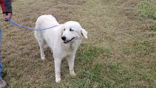 Video preview image #1 Great Pyrenees-Unknown Mix Puppy For Sale in Bandera, TX, USA