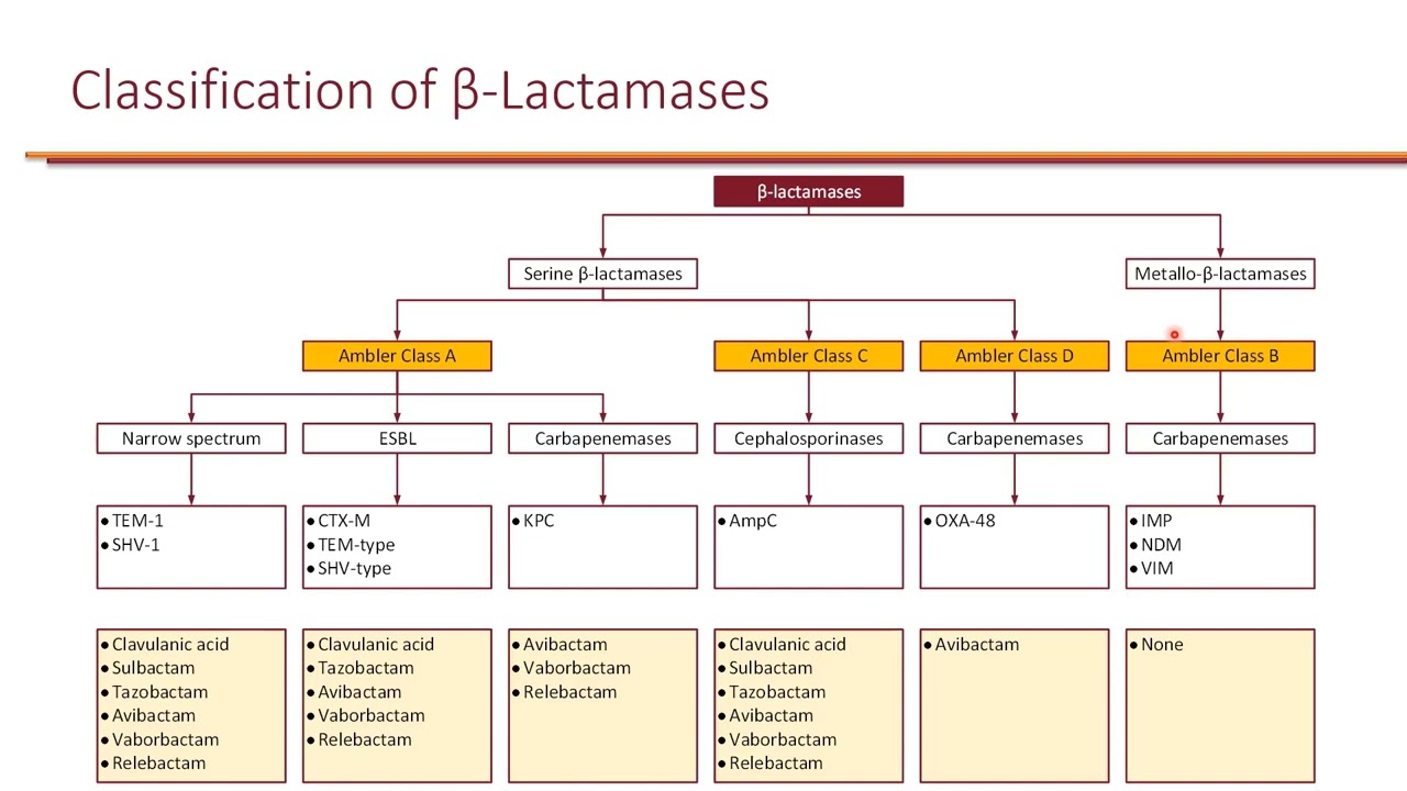 Bacteremia and Clinical Resistance