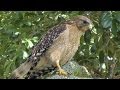 Red-Shouldered Hawk Calls & Hunts. FYV