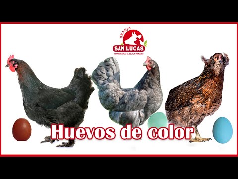 , title : 'Gallinas que ponen huevos de color | raza Ameraucana, Isbar, Marans | Granja San Lucas'