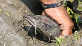 Hand Fish Catching ! Amazing Man Catching Big Catfish by Hand form Deep Fish Hole (Part-4)
