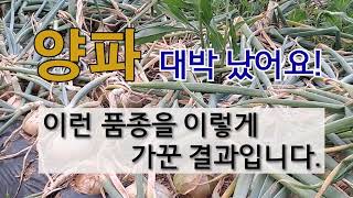 양파 대박 났어요 이런 품종을 이렇게 가꾼 결과입니다. #양파 수확 시기 #양파 가꾸기 #저장성 좋은 양파 …