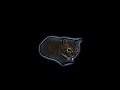 Bounce Cat ️
