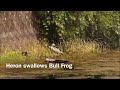 Heron Swallows Bull Frog