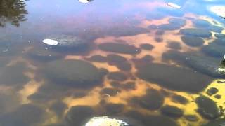preview picture of video 'Aguas rojas del rio Aconcagua La Calera (SEAMOS COMUNA VERDE Y LIMPIA)'