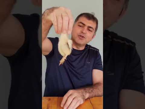 Civciv Tavuk mu olacak, horoz mu?