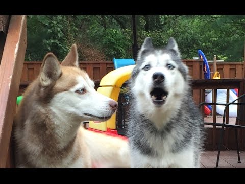 Mishka is Angry that Cats are Taking Over the Internet!