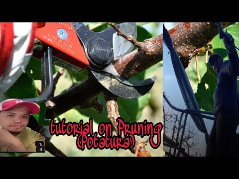 Potatura di Mele (Gala di Livio) "Apple Pruning/Cutting" Sample,Theory and actual video by wilson