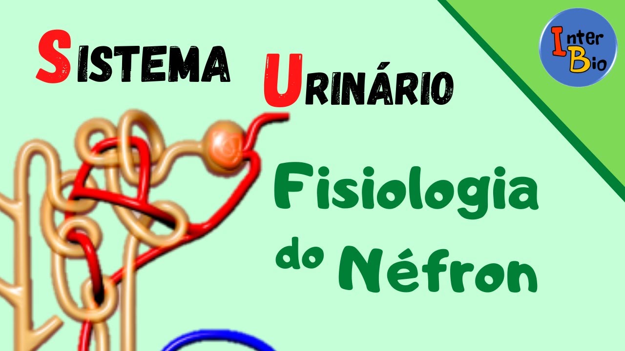 Sistema Urinário - Fisiologia do Néfron