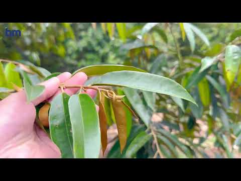 Thời điểm làm bông Sầu Riêng Tây Nguyên