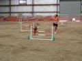 Scruffy the agility show dog