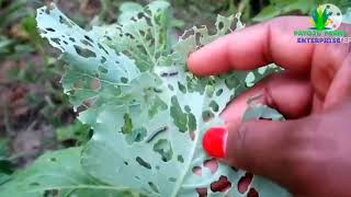 Cabbage diseases and solution 