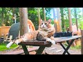 Traveling To Japan S Timeless Countryside Glamping With 15 Cats Japanese Cat Washinmura