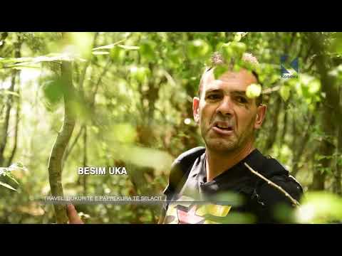 download lagu mp3 mp4 Selac, download lagu Selac gratis, unduh video klip Selac