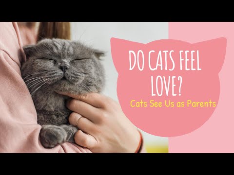 Cats See Us as Parents ? DO CATS FEEL LOVE? #cats #kitten