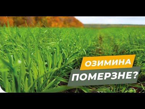 Перезимовка озимых. ТОП 5 граминицидов на рапс. АгроЭкспо 2019