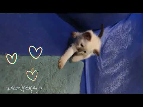 kumi & miku [lovelykitten]