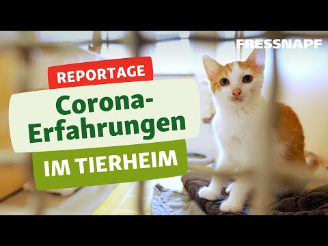 Droht den Tierheimen jetzt die Überfüllung? Die Lage der Tierheime während Corona - Reportage