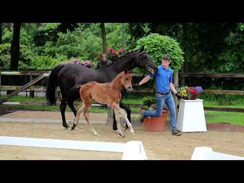 Hengstfohlen von Fürst Belissaro x Dancier