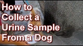 How to Collect a Urine Sample From a Dog - Tai Wai Small Animal & Exotic Veterinary Hospital