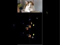 Fun 3D Cat Fish Edit PowerPoint Cat Staring Fish