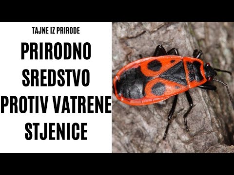 HOW TO MAKE A NATURAL REMEDY AGAINST FIREBUG