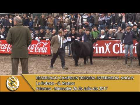 26-07-17 Jura Angus Terneras Intermedias - Palermo 2017.