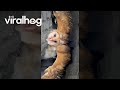 Man Finds A Barn Owl Perched On His Tire ViralHog