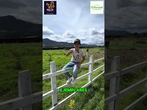 Pesebreras el Porvenir - Tenjo, Cundinamarca.