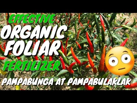 , title : 'How To Make Effective Organic Fruit Foliar|| Paano Gumawa ng Organikong Pampabunga at Pampabulaklak'