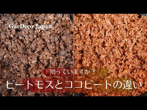 パースニップとパセリの根: 違いは何ですか? 植物