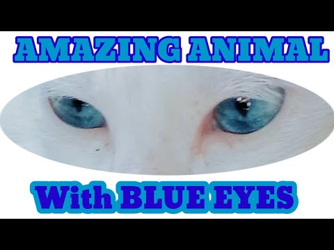 Amazing Cat with blue eyes.ALEJANDRO BELGA TV