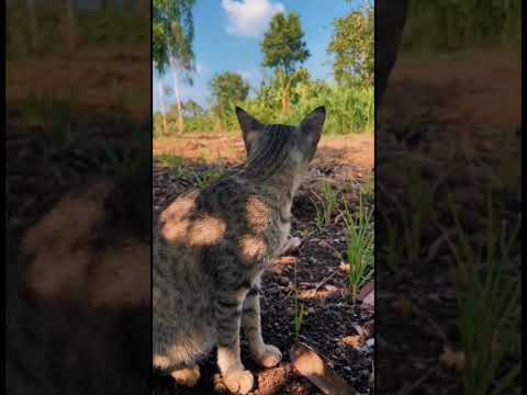 #speedupsongs💞 #cat vdo ❤# subscribe🙏 # varshika Eshram 👀👀