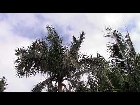 Roystonea borinquena Puerto Rico Royal Palm