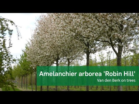 Amelanchier arborea 'Robin Hill' - Van den Berk on Trees