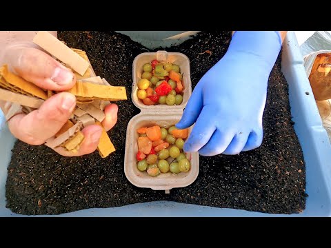 51 days later... contents of outdoor worm bag (worms & cocoon nursery) - farm vermicompost