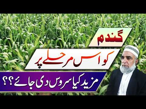 What to Apply on Wheat Crop at This Stage || Crop Reformer
