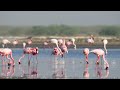 Majestic Wing Stretch Lesser Flamingo In 4K Birds Wildlife Nature